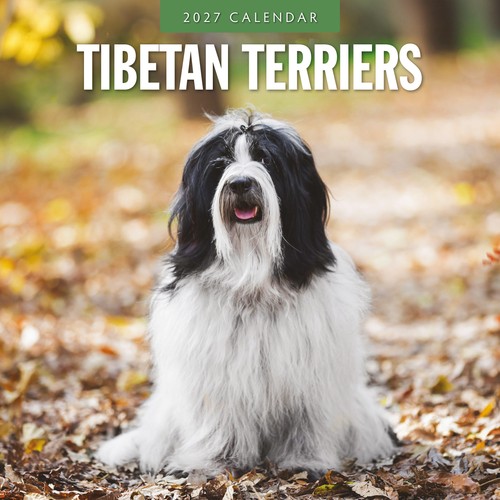 Tibetan terriers 2027 - 2027, square