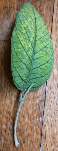 Hoya meredithii fresh cutting - hoya,