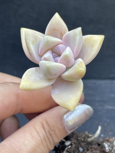 Graptosedum ghosty - x, 'ghosty'