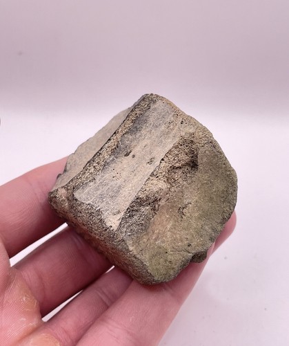 Carolina fossil whale dolphin - whale,