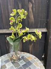 Green & pink  Orchid