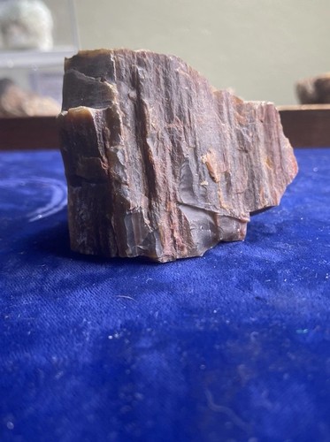 Fossilised tree specimen - fossilised,