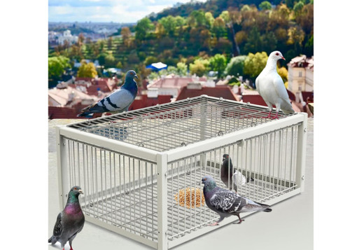 Mualrous pigeon dove - pigeon,