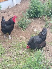 12 x Mixed Breed (tested )