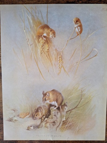 Vintage mammal print mouse - mammal, print,