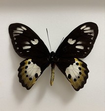Ornithoptera Paradisea