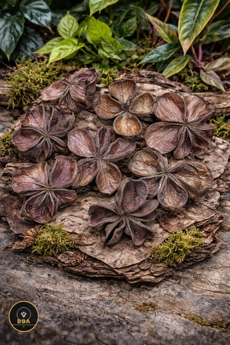Land lotus terrarium - land, /turtles