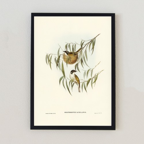 Vintage bird illustration - bird,