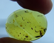 Fossil scorpion remains - fossil, with