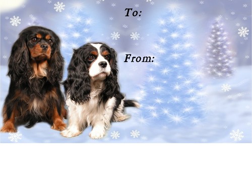 Cavalier king charles spaniel - charles,