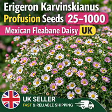 Erigeron Karvinskianus