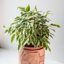 Ficus benjamina var. Kinky