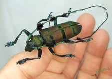 Long horn beetle Thysia