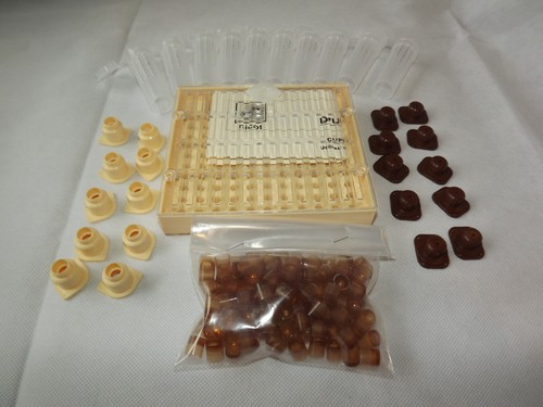 Nicot queen rearing - queen,