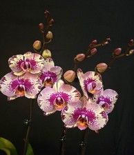 Phalaenopsis "Splash