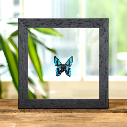 Ancyluris endaemon taxidermy - endaemon,