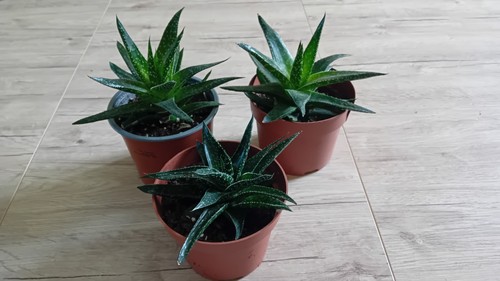 Tiger aloe variegata tropical - variegata,