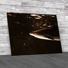 Tropical Sea Fish Lone Shark