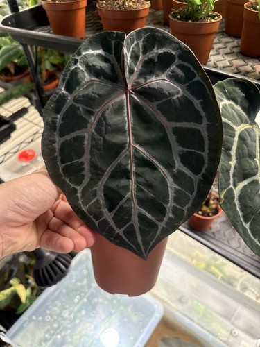 Anthurium docblock michelle - anthurium,