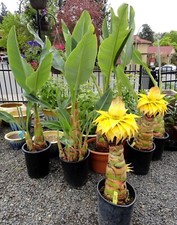 Hardy banana musa lasiocarpa - banana,