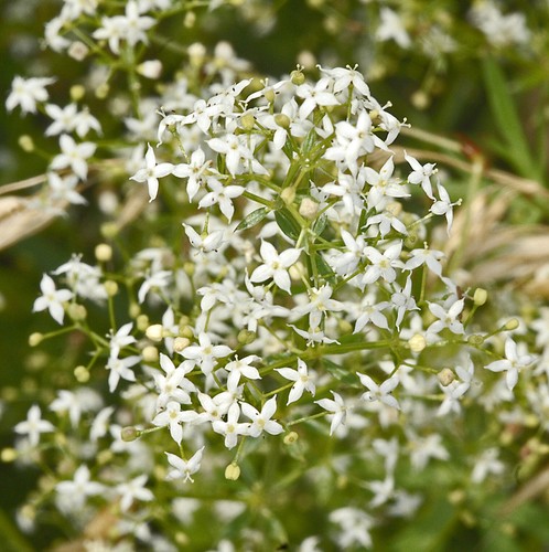 Galium mollugo hedge - mollugo,