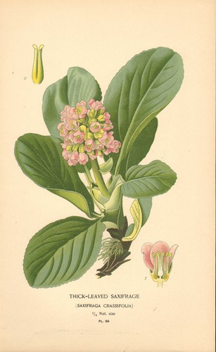 1890s print favourite - print, :