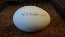 VINTAGE DOMESTIC GOOSE EGG -