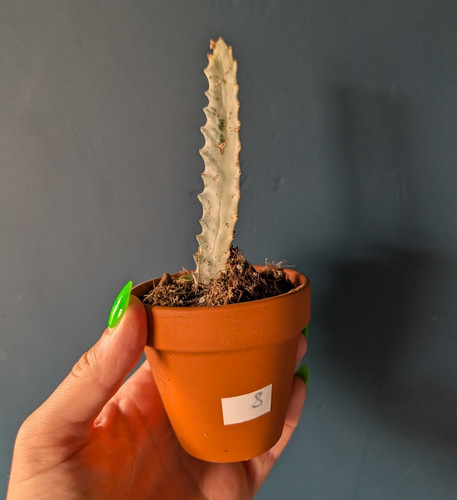 Euphorbia lactea white - euphorbia, ghost