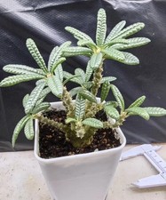 2.7cm Rare sale Dorstenia
