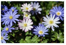Anemone Blanda MIX Flower Bulbs Perennial Corms Autumn Planting Spring Blooming
