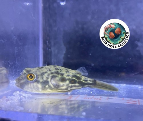 Fahaka puffer fish - fahaka, .75-1”