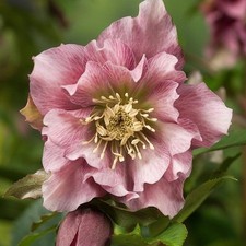 Perfect Plants Hellebore Plant in 17cm Pot -- Garden Ready to Plant