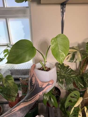Leaf monstera albo - monstera, full