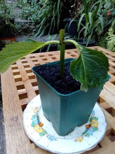 Hydrangea macrophylla rooted - hydrangea,