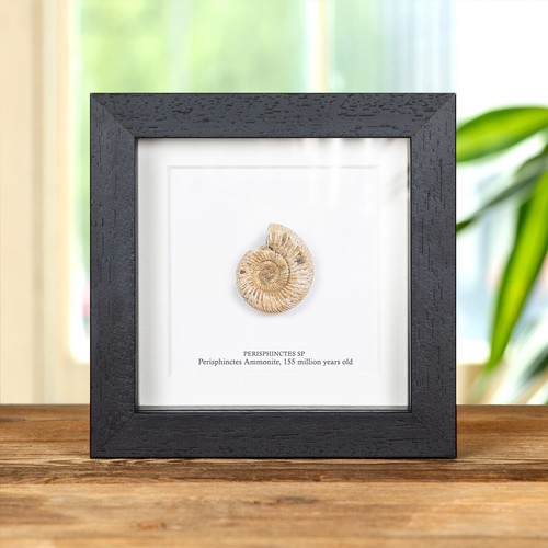 Perisphinctes white ammonite - perisphinctes,