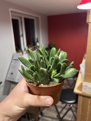 Crassula ovata gollum - crassula, ‘gollum’