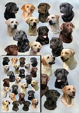 Labrador retriever dog gift - labrador,