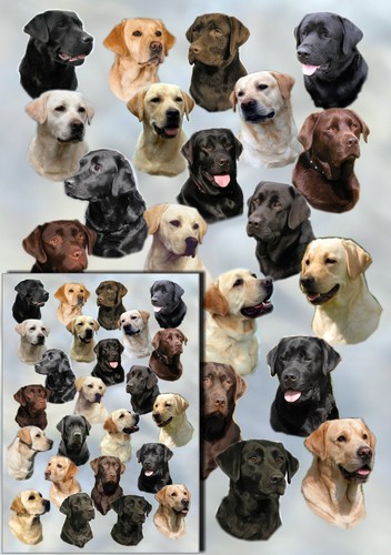 Labrador retriever dog gift - dog,