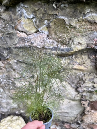 Foeniculum vulgare bronze - foeniculum,
