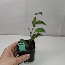 Ficus Benjamina Rooted Cutting
