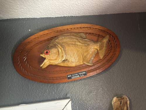 Piranha taxidermy - piranha,