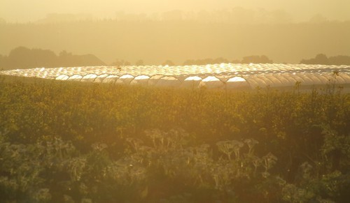 Photo 6x4 polytunnels - 6x4,