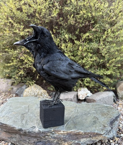 Taxidermy two headed crow - two,
