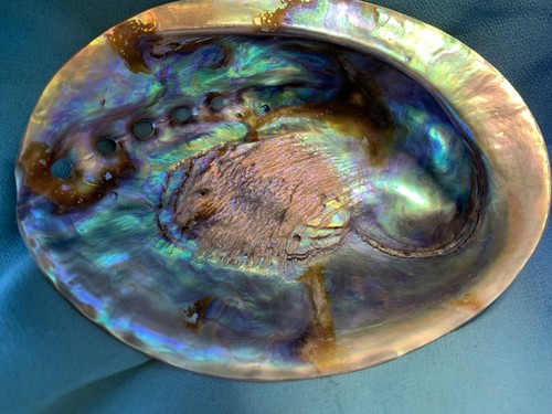 Large 12cm abalone - 12cm, shell