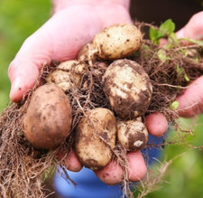 ORGANIC FARM Jersey SEED