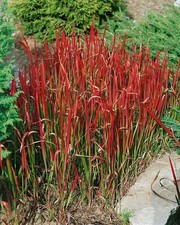 Japanese blood grass imperata - blood,