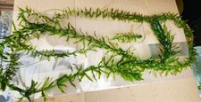 large Elodea Densa Strand