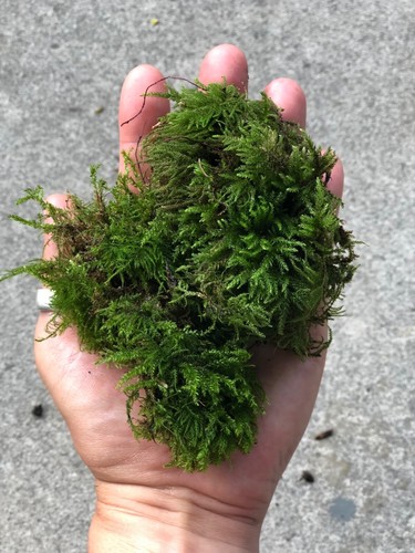 Gorgeous real moss terrarium - gorgeous,