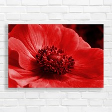 Bright Poppy Flower Close Up