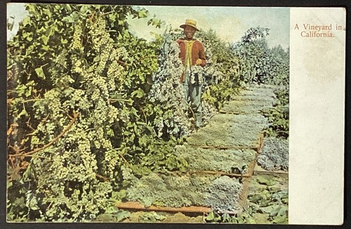 California grape vineyard - california,